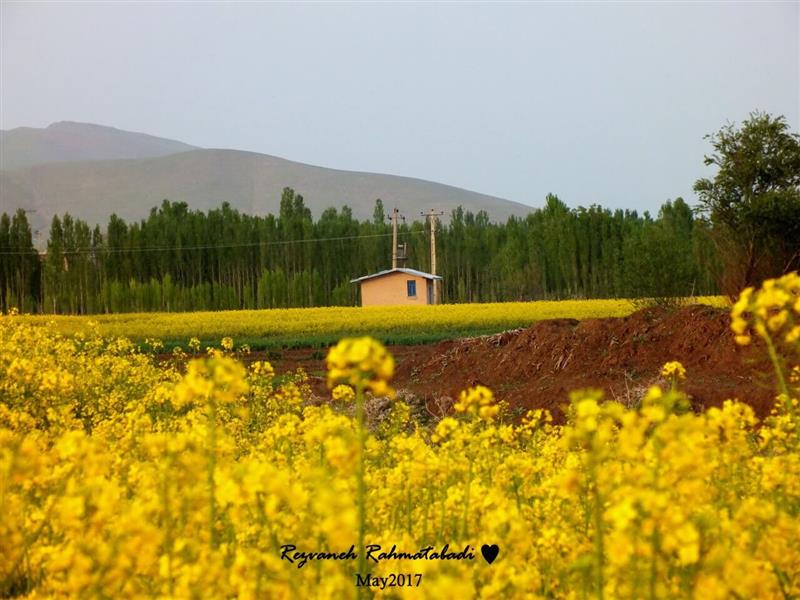 هنر عکاسی بهار Rezvaneh- Ra دشت زرد