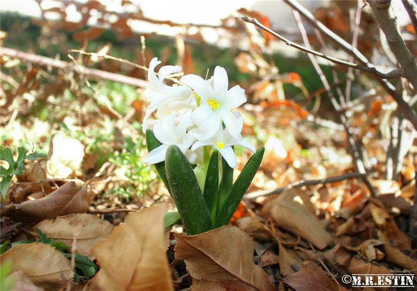 هنر عکاسی بهار محمدرضا استین نژاد 