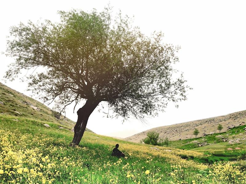 هنر عکاسی بهار Sadiyar 
