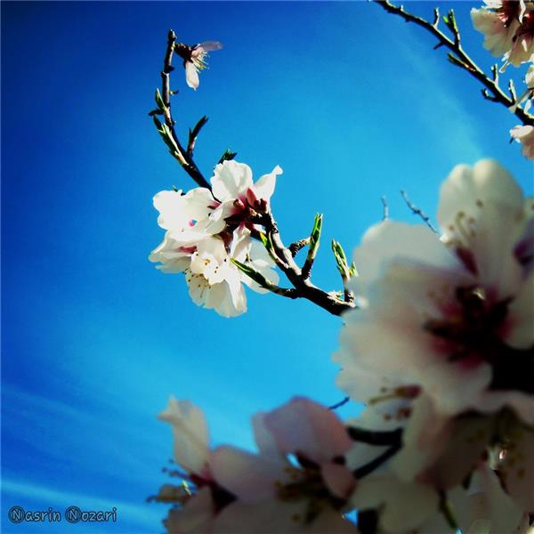 هنر عکاسی بهار Nasrin Nozari 
