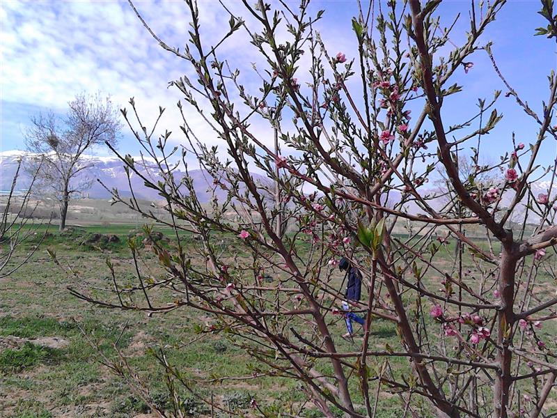 هنر عکاسی بهار Saeedas2194 شکوفه درخت هلو