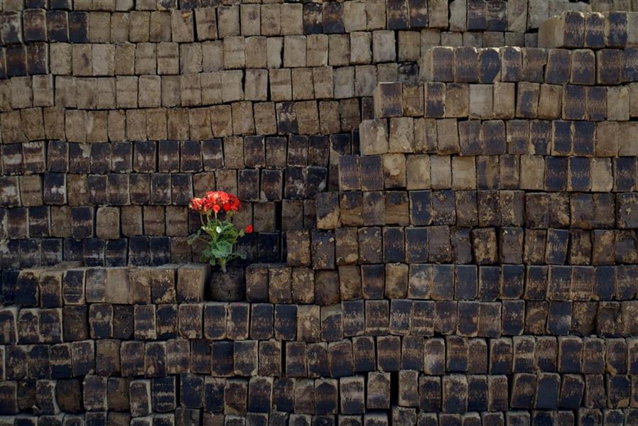 هنر عکاسی نمایشگاه 100هنر فصل سوم بخش عکاسی مهدی اوجاقی نام اثر:رویش