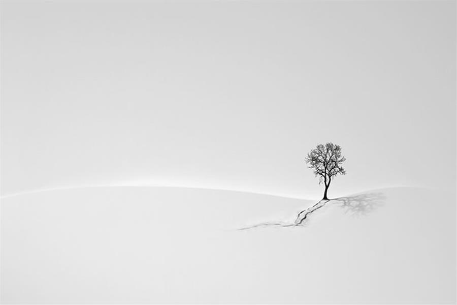 Photography Artwork by Maryam Hasani  ,Minimalism,Photo,Tree,Black and White,#595A5B,#FFF,Paper