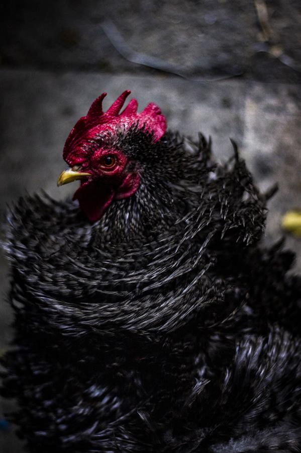 Photography Artwork by Danial Azizi  ,Photo,#595A5B,#DFDFDF,#D73127,Rooster,Paper,Animal,Photorealism