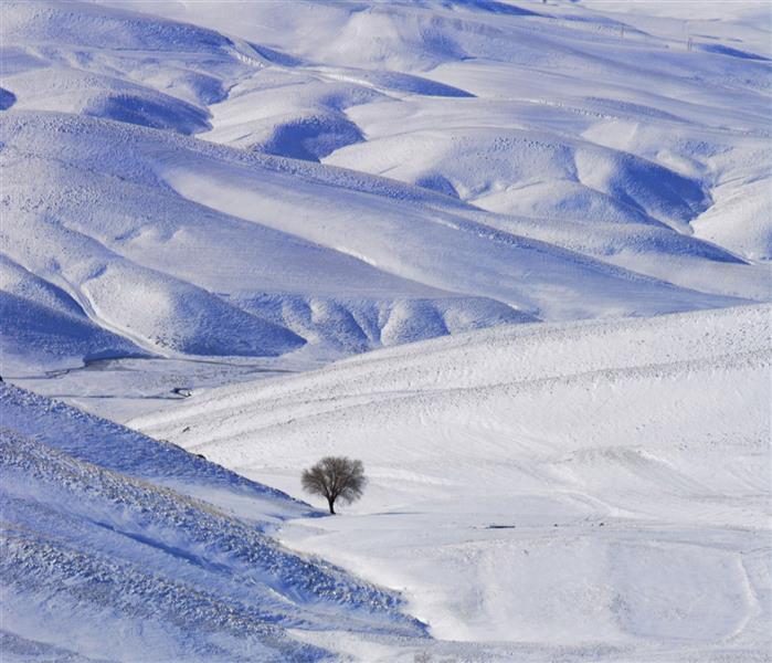 Photography Artwork by Milad Molavi  ,Photo,Realism,Tree,Paper,#435EA9,#DFDFDF,#FFF,#595A5B,
Snow