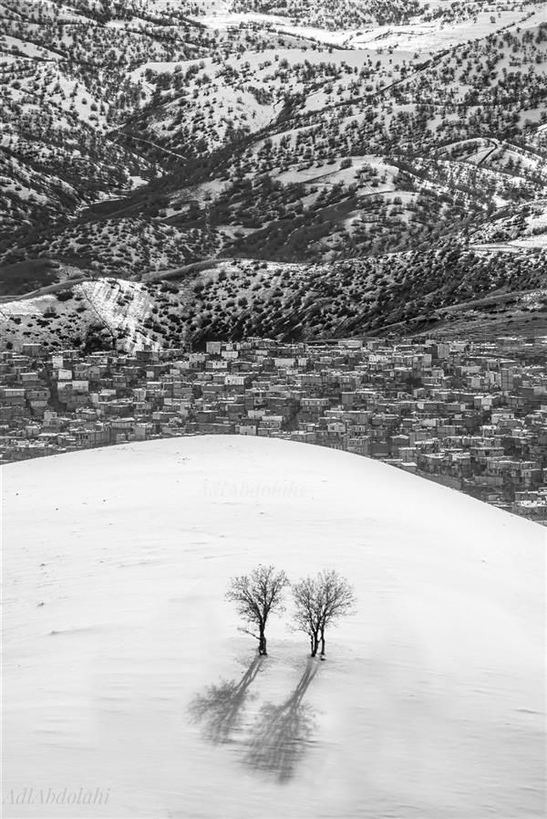 Photography Artwork by Adel Abdollahi  ,Photo,Realism,Rural life,Paper,#DFDFDF,#595A5B,#FFF,Tree,Snow