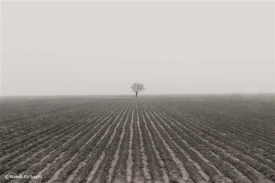 Photography Artwork by Mehdi Eshaghi  ,#FFF,#595A5B,Black and White,Photo,Minimalism,Nature,Tree,Paper