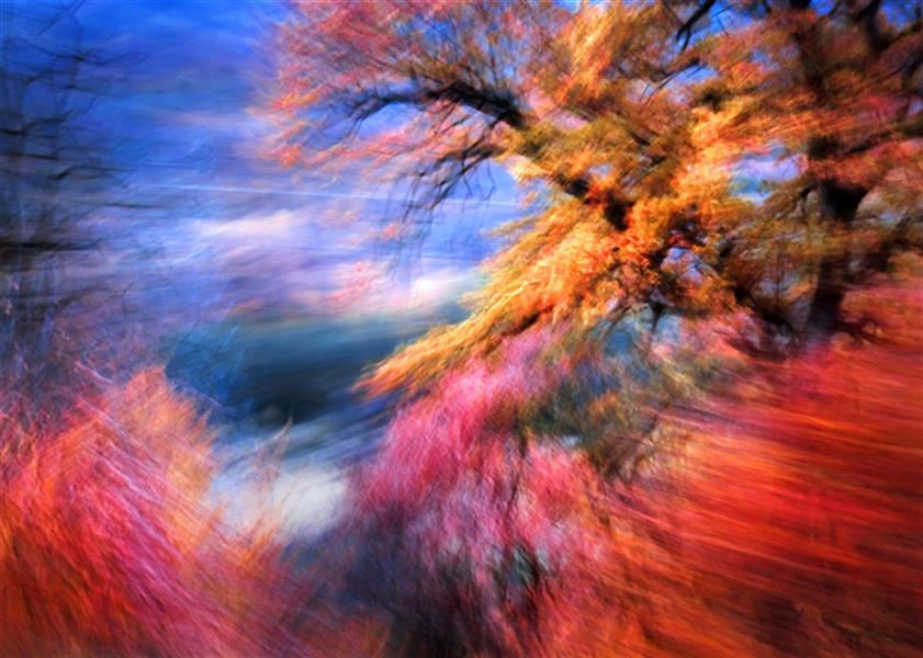 Photography Artwork by Mohammad Sanei  ,Photo,Abstract,Nature,Tree,Fall,#F1572C,#435EA9,#FFC749,#F7923A,Paper
