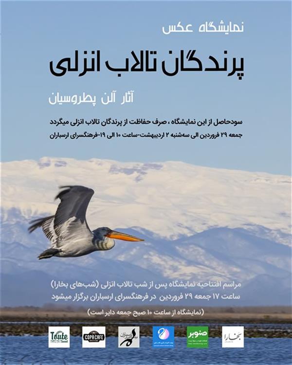 پرندگان تالاب انزلی